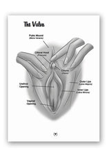 Load image into Gallery viewer, The Mystery Of The Undercover Clitoris Book By Dr. Sadie Allison